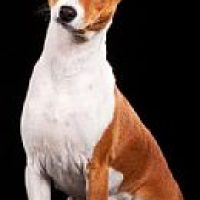 basenjis2340_772016155135