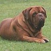 bordogue_57