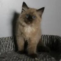 brenfurbabys-ragdoll-cattery