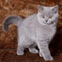 britern-british-shorthair-cats-for-sale