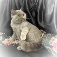 british-shorthair-kittens-for-sale-by-lynx-cattery