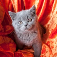 british-shorthair-kittens-for-sale-by-thistlepaw-cattery