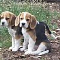 buzbonbeagles_123