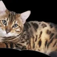 catempire-bengal-cat