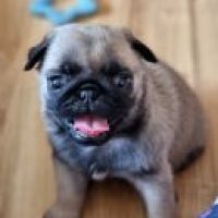 charmedpugs_127202255128