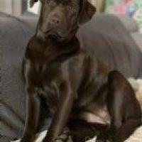 chiotlabradors_129202292757