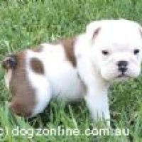 conbull_4172020135158