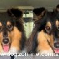 cristalancollies_8312023155421