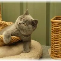 dassin-british-shorthair-cat