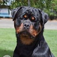 eclipsenrottweilers_110201711649