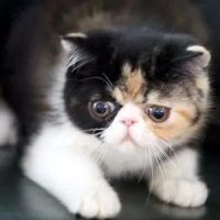 exotic-shorthair-kittens-for-sale-by-pussyfoot-cattery