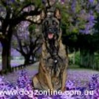 ferozmalinois_1014202311422