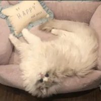 fluffyballs-ragdolls-breeder