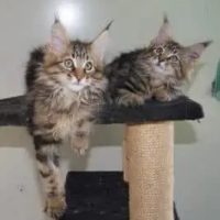 ghostgum-maine-coon-cats-for-sale