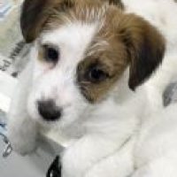 hayjackjackrussells_712023223933