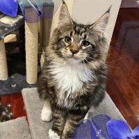 hollyann_mainecoons