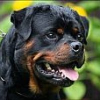 imarakyrottweilers_8242017102257