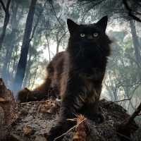 jagahlee-maine-coon-cats-for-sale