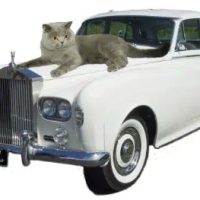 kalame-british-shorthair-cat-on-car