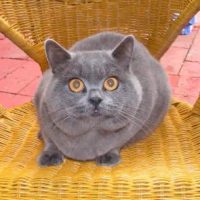 keleen-british-shorthair