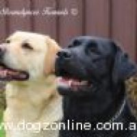 kyndomkennels_3222022131530