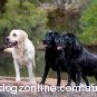 laidbacklabradors_6142019193922