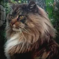 makeitmaines-maine-coon-cats-for-sale