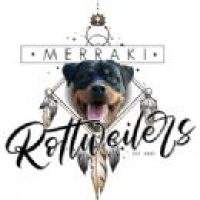 merrakairottweilers_27202212153