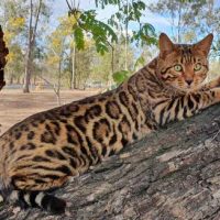 migaloo-Bengal-cats-for-sale