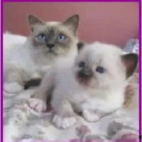 nicsha-birman-cats-for-sale