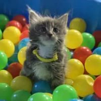 pawsplusclaws-maine-coon-kittens-for-sale