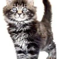 rapscallion-main-coon-cats-for-sale