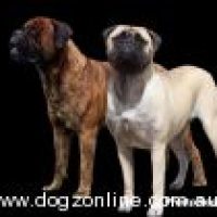 reigningbullmastiff_3162022205934