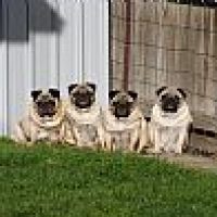 suartpugs_9162014202637