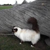 subria-birman-cats-for-sale