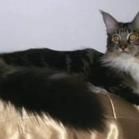 yendor-maine-coon-cats-for-sale