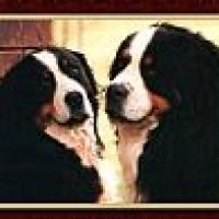 zeigenbernese_172